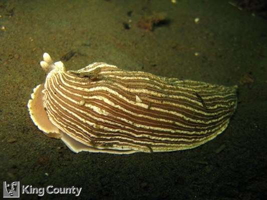Photo of Armina californica